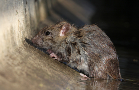 Wanderratte (Rattus norvegicus) - © Gernot Kunz